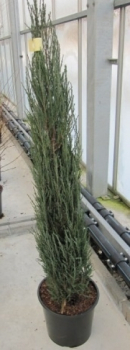 Juniperus scopulorum Blue Arrow 1